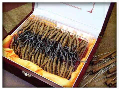 巴楚冬虫夏草回收